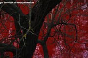 Ucraina, il lago di fronte all'ambasciata russa a Vilnius si tinge di rosso