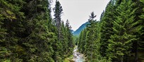 La foresta di Paneveggio, in Trentino (fonte: Jessica Peruzzo da Wikimedia)