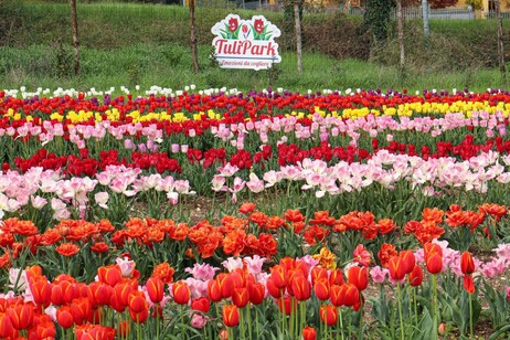 Tra tulipani e dinosauri giganti, al via la quarta edizione del Tulipark di Spoleto