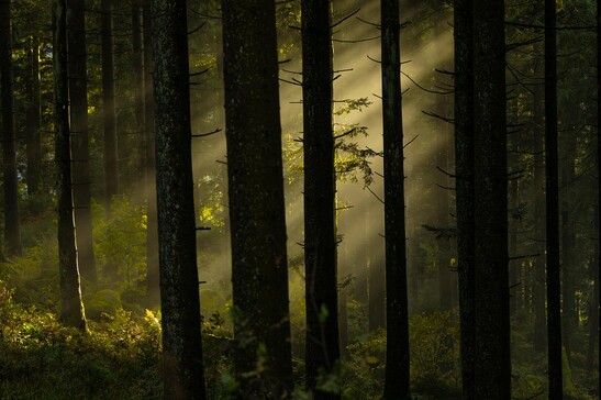 La biodiversità oscura è quella parte di biodiversità che dovrebbe essere presente e che invece manca (fonte: pixabay)