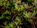 Piante gourmet, dal balcone di casa al menu stellato (ANSA)