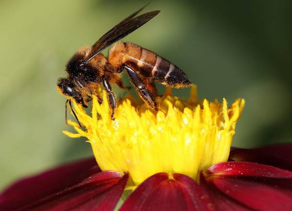 Nel mondo dei fiori, dove osano le api