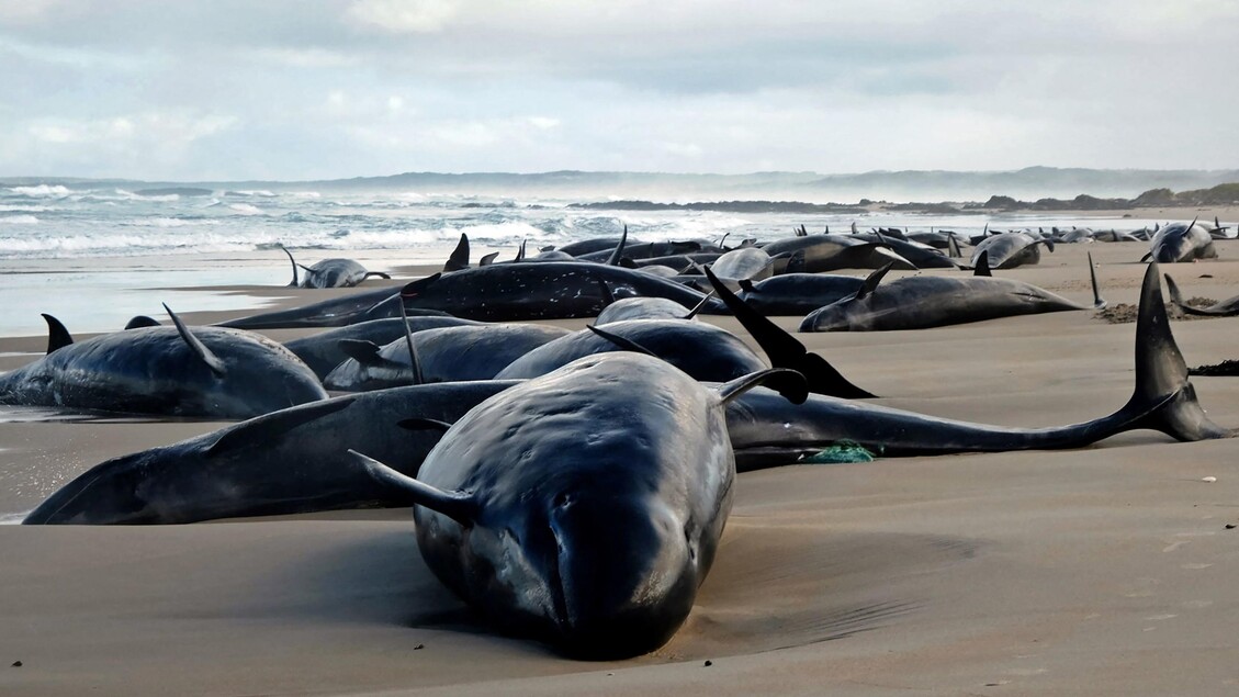 Australia, oltre 150 delfini 'spiaggiati' in Tasmania