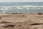 Granchio fantasma scoperto a Menfi
