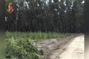 Marijuana ogm per 5 milioni di euro, sequestrata maxi piantagione nell'Oristanese
