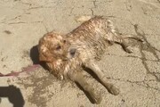 Maltempo, a Pianello di Ostra un cane si salva salendo su un letto