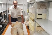 Nuova scoperta a San Casciano, dall'acqua emerge un Apollo in marmo