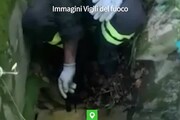 Capriolo incastrato in un cunicolo, salvato dai vigili del fuoco