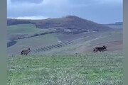 I lupi difendono i vigneti umbri e toscani