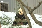 I panda giganti Bao Li e Qing Bao fanno il loro debutto allo zoo di Washington