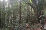 Nella foresta di Paracou, dove è stato addestrato il satellite Biomass (di Leonardo De Cosmo)