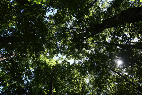 E' vero che il taglio degli alberi fa male ai boschi?