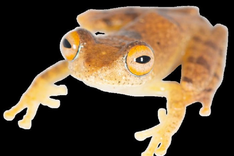 La specie di rana Boophis, dedicata al capitano della USS Enterprise Christopher Pike (fonte: Mark D. Scherz)