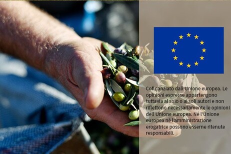 Osservatorio per il mercato dell'olio
