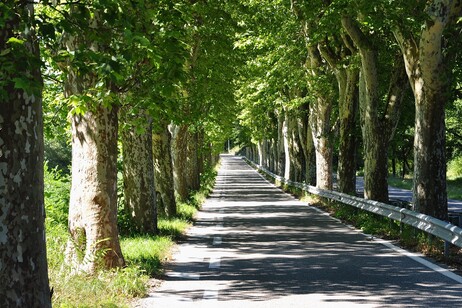 Gli alberi aiutano ad abbassare la temperatura diurna nelle città (fonte: Pixabay)