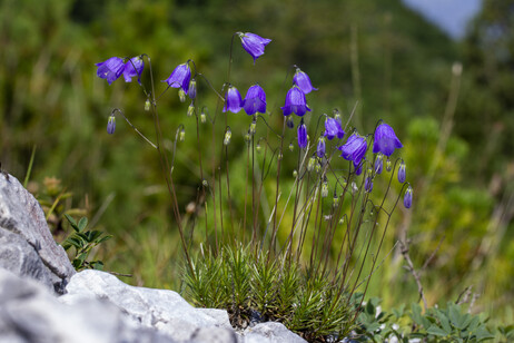 La Campanula bergomensis cresce solo in poche valli nei pressi della città di Clusone, in provincia di Bergamo (fonte: Università degli Studi di Milano - Università di Siena)