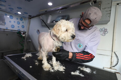 First mobile salon care for pets in Tunis