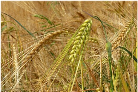 Svelati i segreti della genetica dell'orzo, pianta anti siccità