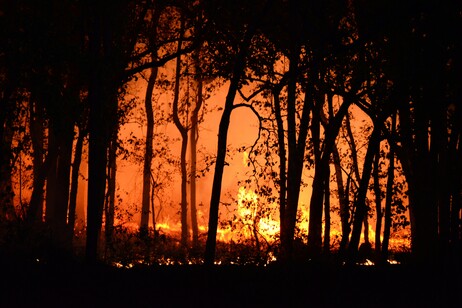 Dati meteo e sulle vegetazione aiutano a prevedere il rischio di incendio nei boschi (fonte: Deep Rajwar da Pexels)
