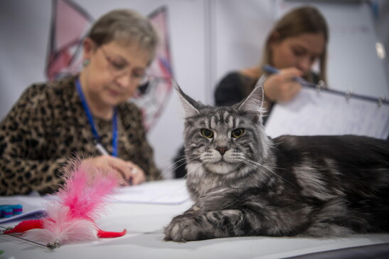 International cat exhibition in Budapest