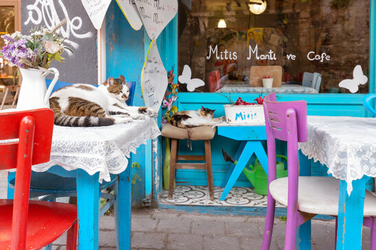 Un gatto si riposa in un ristorante di Istanbul foto iStock.