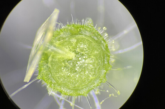 I ricercatori hanno testato i microaghi su delle piante di pomodoro per somministrare ferro e vitamina B12 (fonte: Courtesy of Benedetto Marelli via mit.edu)