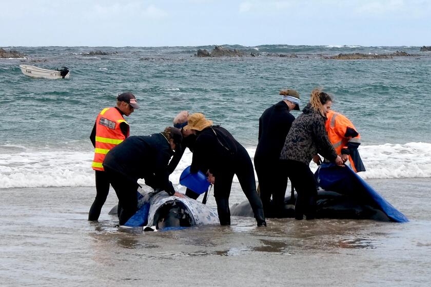 Australia, oltre 150 delfini 'spiaggiati' in Tasmania