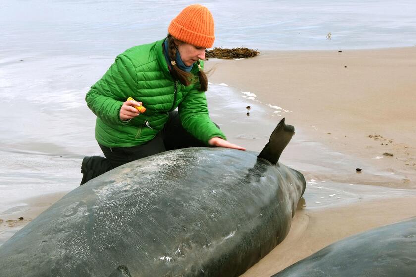 Australia, oltre 150 delfini 'spiaggiati' in Tasmania