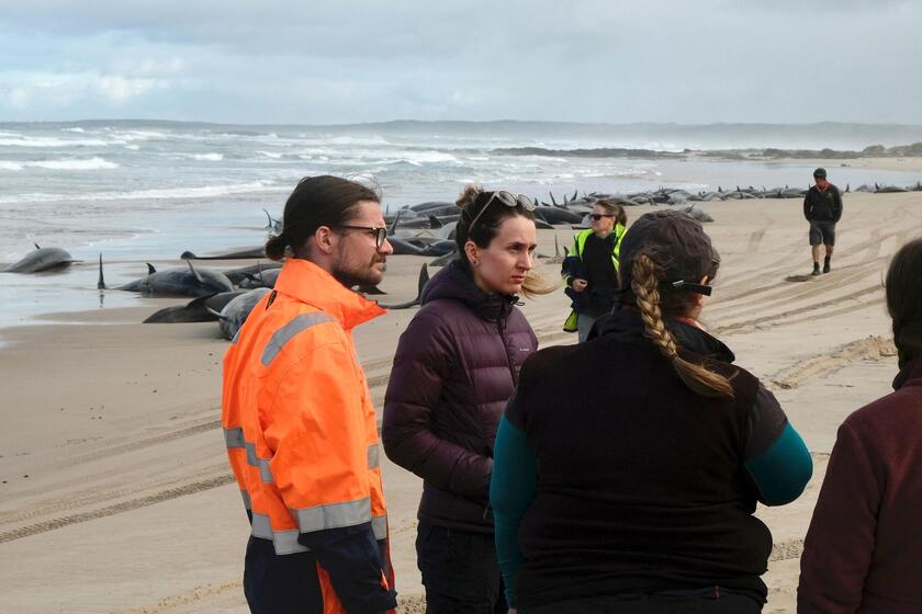 Australia, oltre 150 delfini 'spiaggiati' in Tasmania