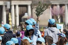 Rubano rami olivo da vendere per Pasqua