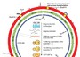 Uno schema che illustra l'assemblaggio di cellule capaci di autoreplicarsi