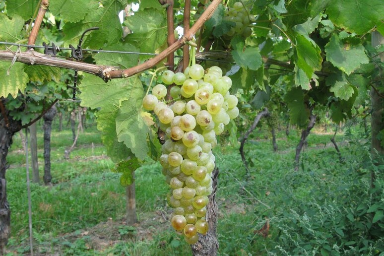 - RIPRODUZIONE RISERVATA