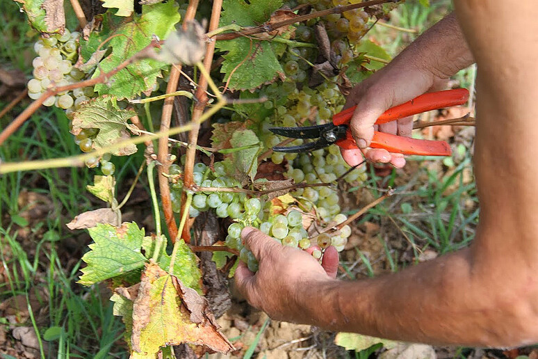 Vendemmia - RIPRODUZIONE RISERVATA