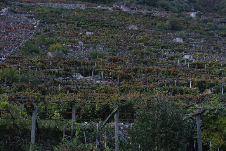 - RIPRODUZIONE RISERVATA