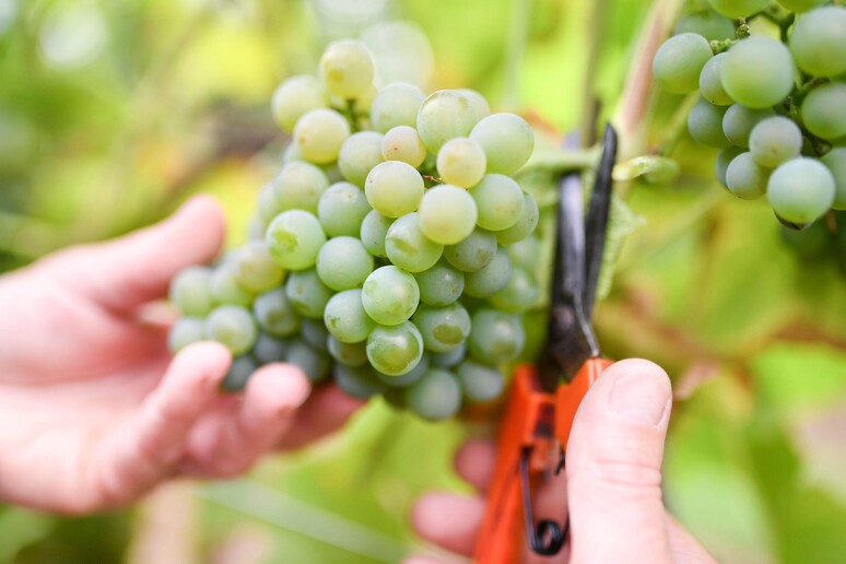 Il Perù si conferma leader mondiale dell 'export di uva - RIPRODUZIONE RISERVATA