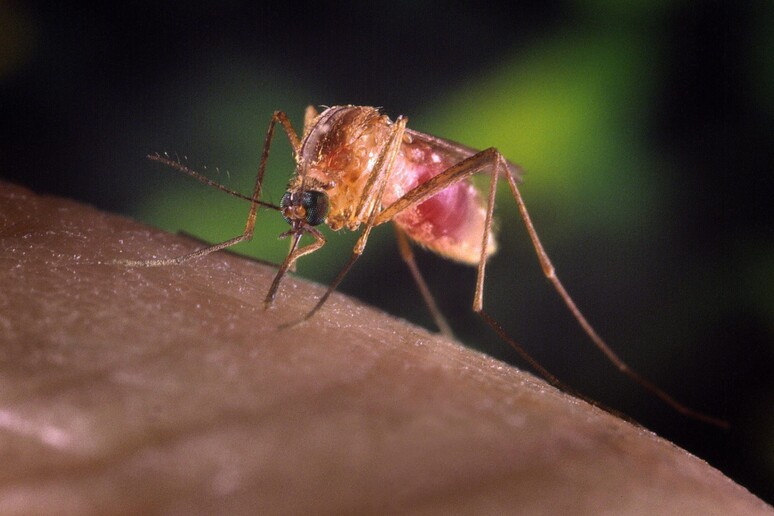 West Nile Virus © ANSA/EPA