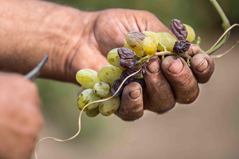 - RIPRODUZIONE RISERVATA
