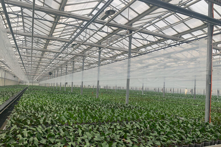 Agea, oltre 2,5 miliardi di euro per la campagna agricola 2024 - RIPRODUZIONE RISERVATA