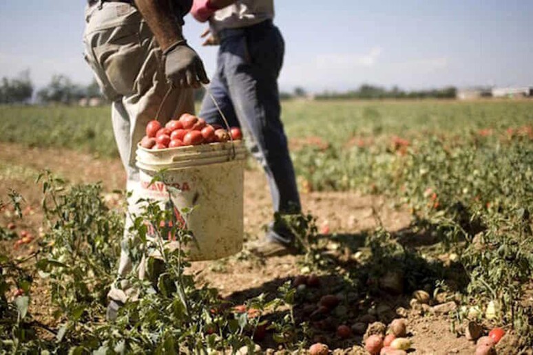 Uila,con riapertura frontiere stop telenovela Sos manodopera - RIPRODUZIONE RISERVATA