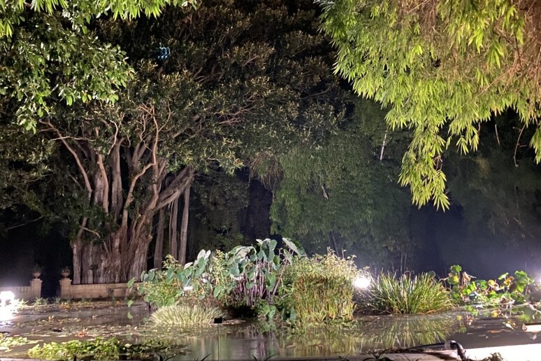 L 'Orto botanico di Palermo - RIPRODUZIONE RISERVATA