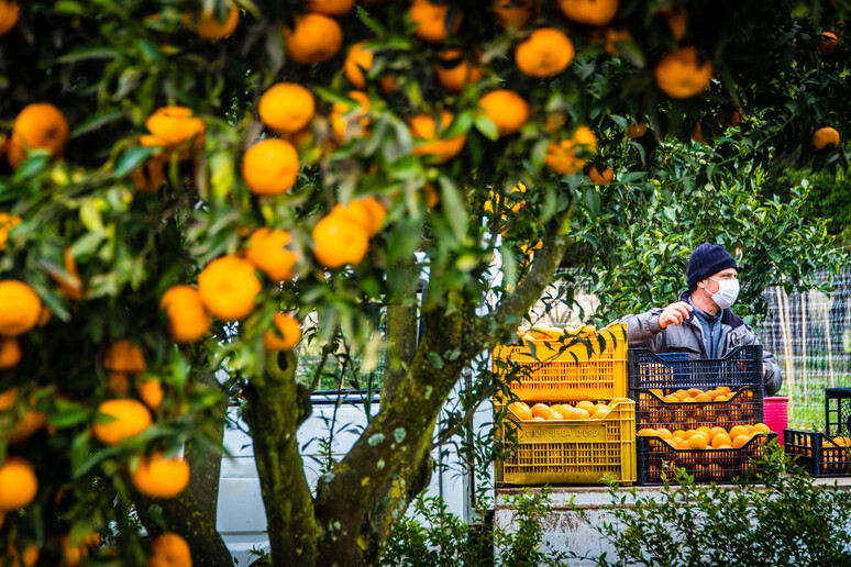 Persi 300mila ettari di ortofrutta in 15 anni - RIPRODUZIONE RISERVATA