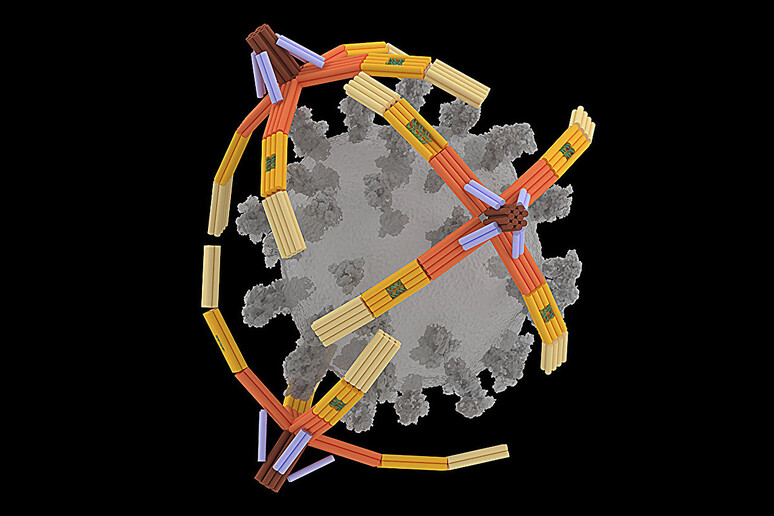 Rappresentazione grafica di un nanorobot ottenuto da un’unica molecola di Dna ripiegata per ottenere una mano a quattro dita (fonte:&nbsp;Xing Wang, University of Illinois) - RIPRODUZIONE RISERVATA