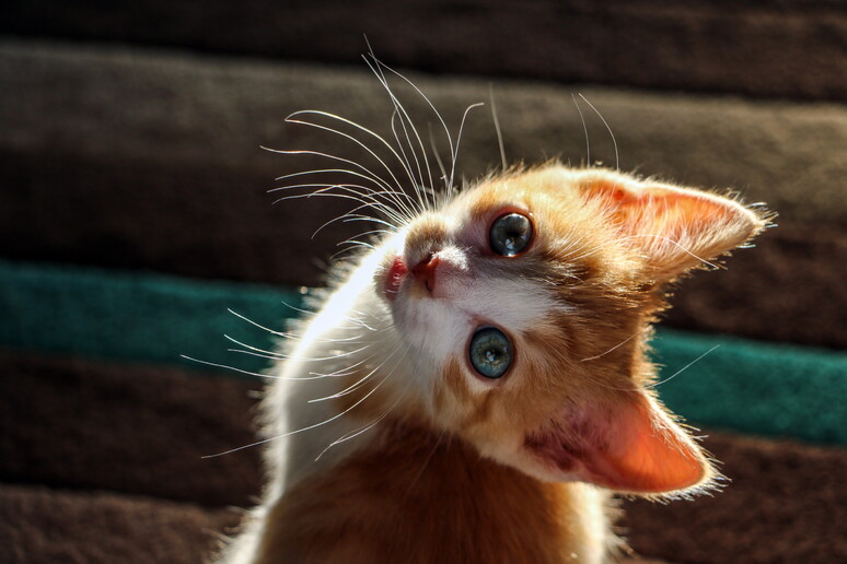 Un cucciolo di gatto con il manto arancione (fonte: PickPik) - RIPRODUZIONE RISERVATA