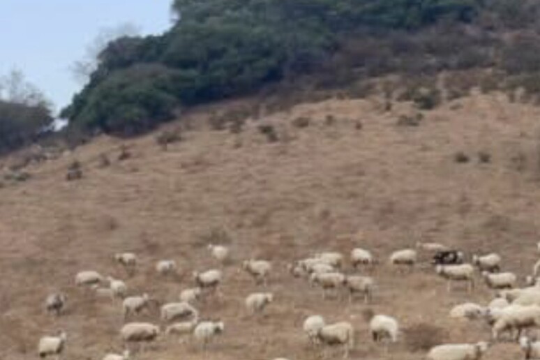 Emergenza siccità nel centro Sardegna, aziende in ginocchio - RIPRODUZIONE RISERVATA