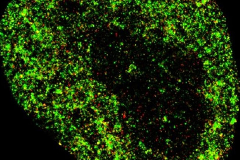 immagine del nucleo cellulare analizzato con l 'IA (fonte Zhong Limei) - RIPRODUZIONE RISERVATA