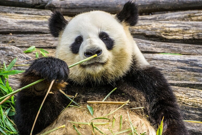 Ottenute le prime cellule staminali pluripotenti indotte dei panda giganti (fonte: Pixabay) - RIPRODUZIONE RISERVATA