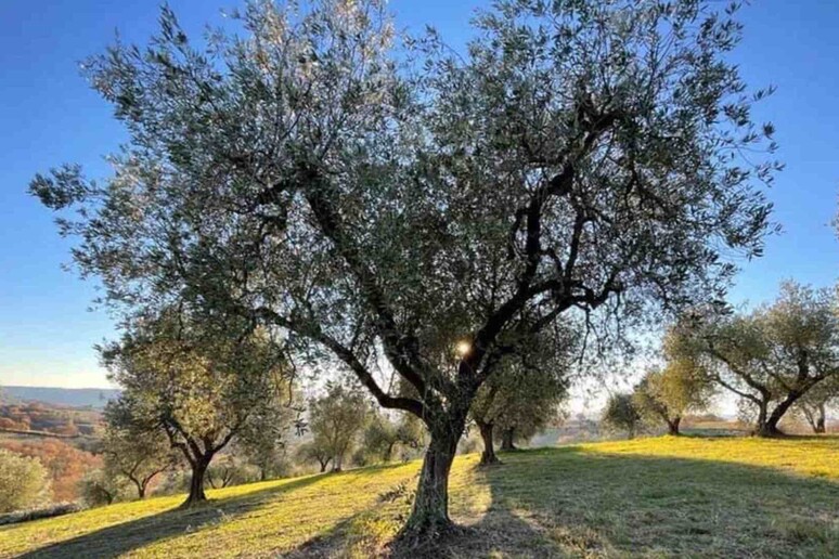 Olea mundi, l 'Umbria custodisce l 'Arca di Noè degli ulivi - RIPRODUZIONE RISERVATA