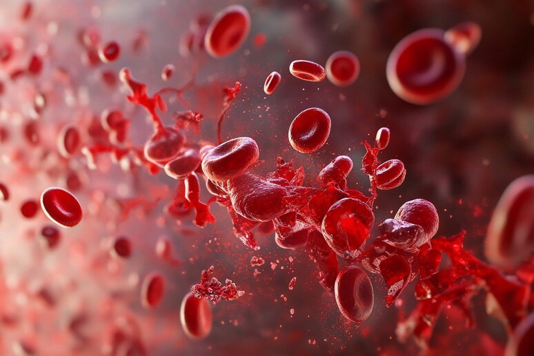 I megacariociti&nbsp;formano le piastrine necessarie per la coagulazione del sangue (fonte: Pixabay) - RIPRODUZIONE RISERVATA