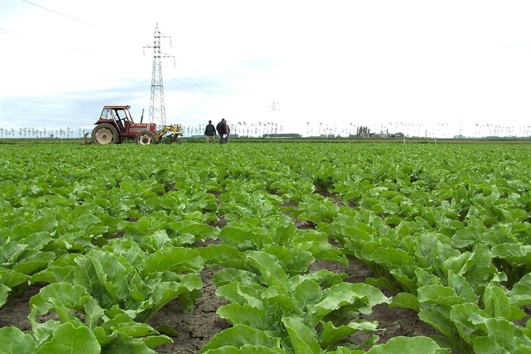 Campi di barbabietole da zucchero bio - RIPRODUZIONE RISERVATA