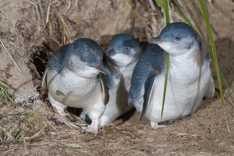 Una famiglia di pinguini Eudyptula minor in Australia (fonte: JJ Harrison (https://www.jjharrison.com.au/) da Wikimedia CC BY-SA 3.0) - RIPRODUZIONE RISERVATA